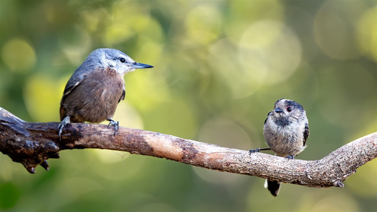 Krüper`s Nuthatch