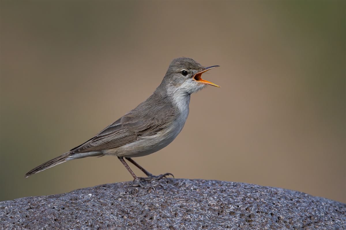 Upcher`s Warbler
