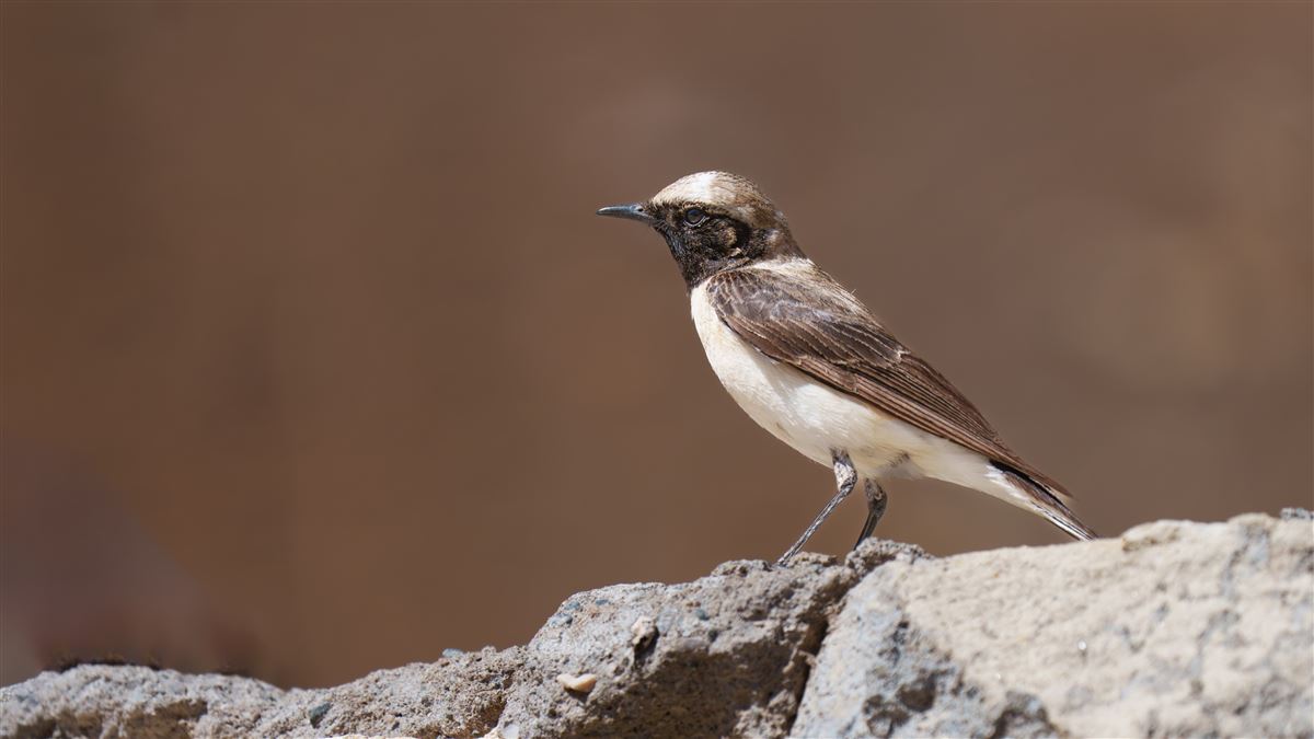 Black-eared Wheatear