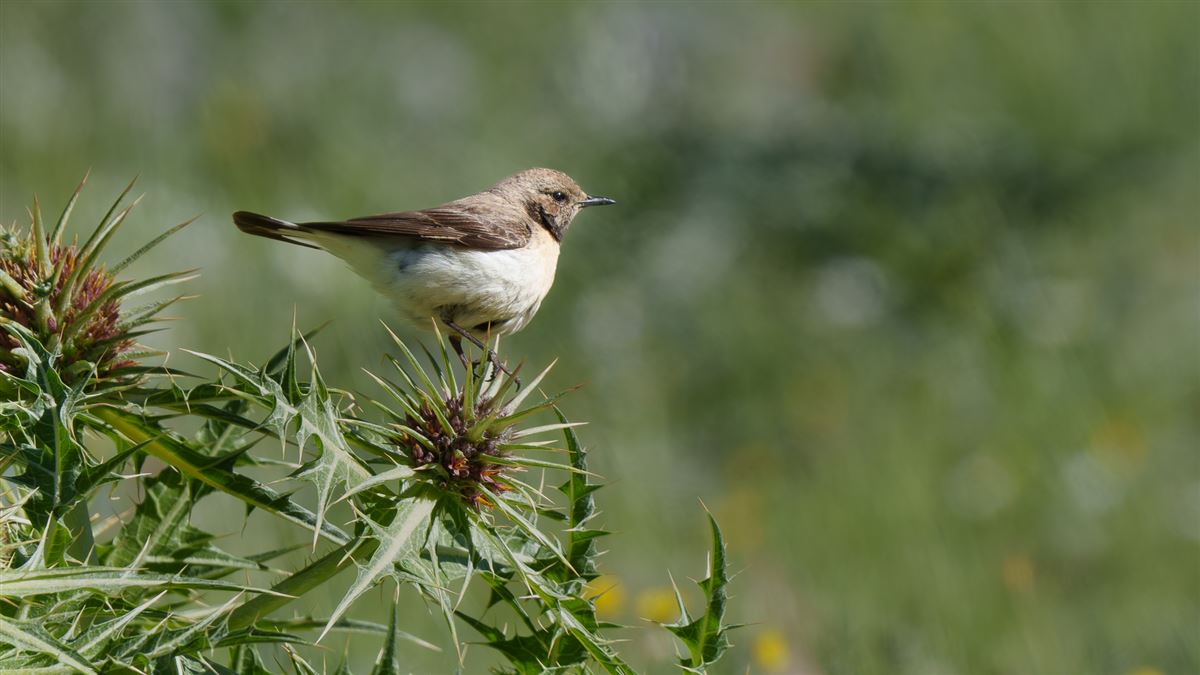 Red-tailed Wheatear