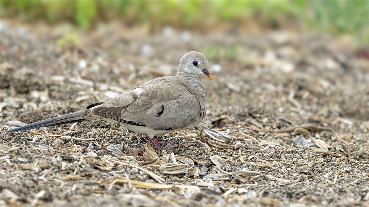Namaqua Dove