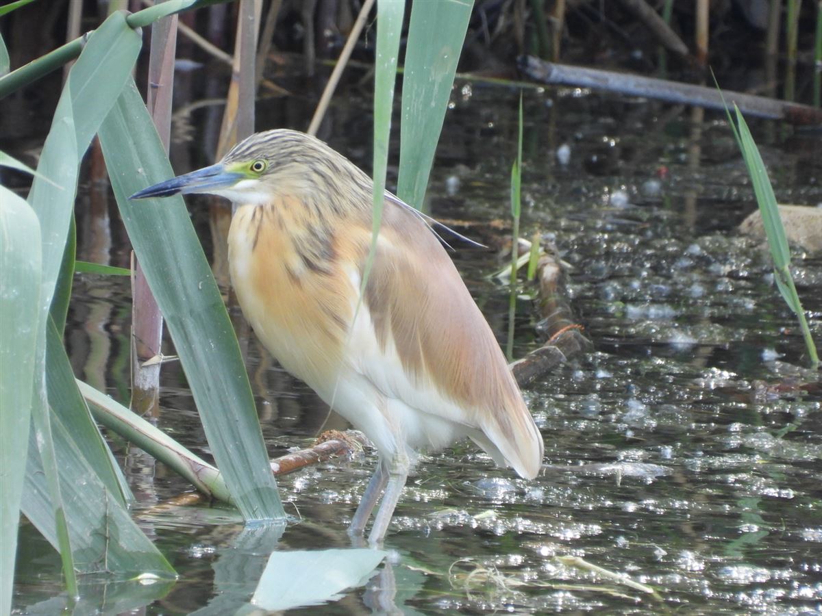 Squacco Heron