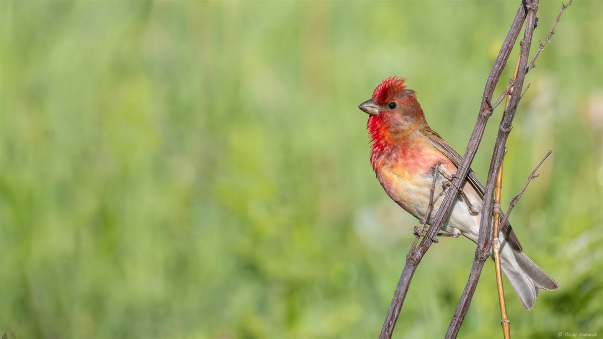 Common Rosefinch