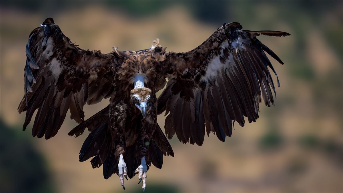 Cinereous Vulture