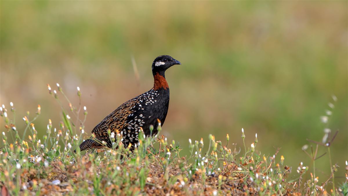 Black Francolin