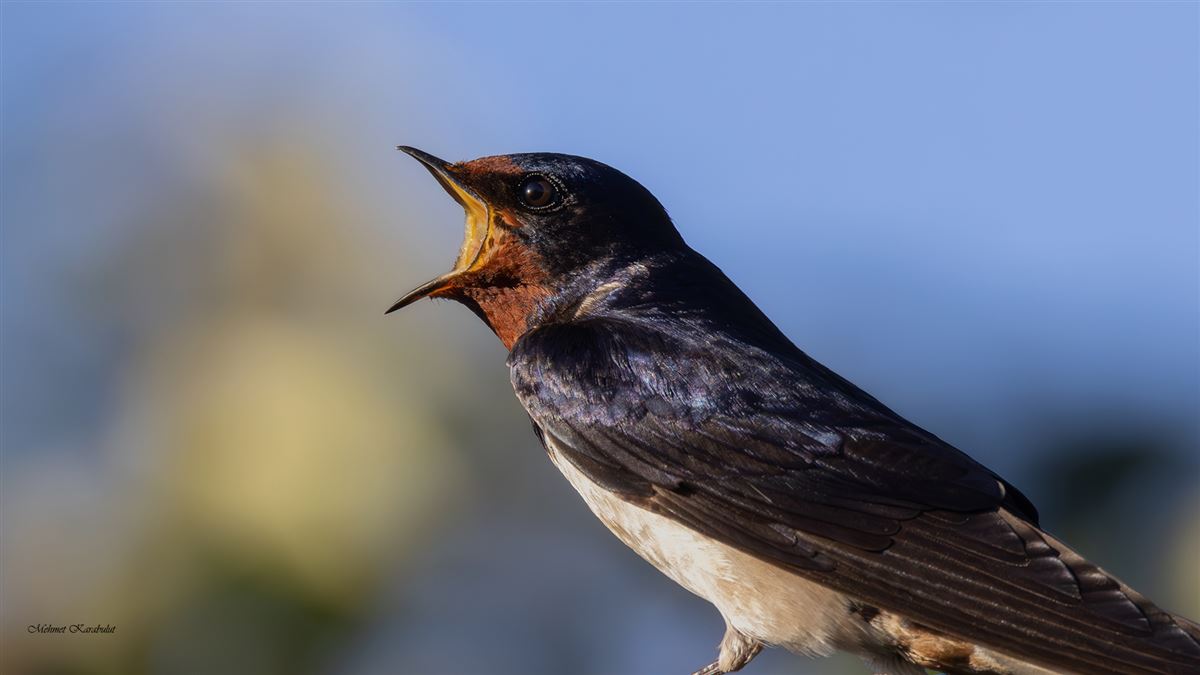 Barn Swallow