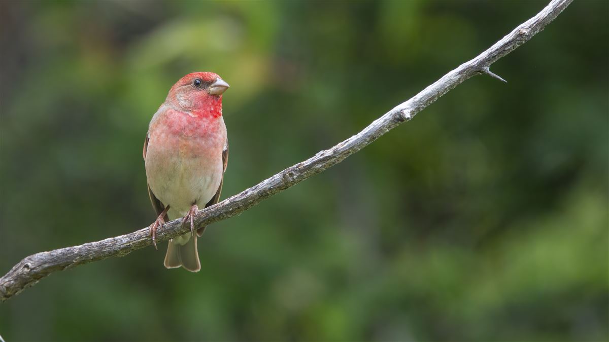 Common Rosefinch