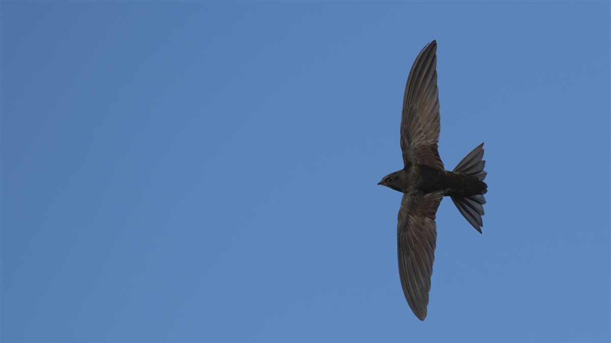 Common Swift
