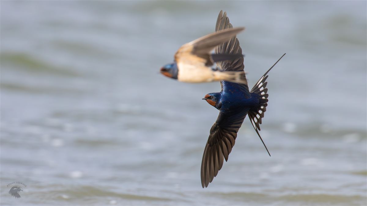 Barn Swallow