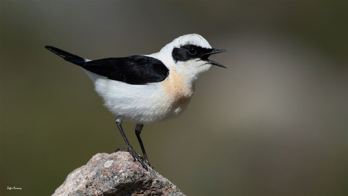 Black-eared Wheatear