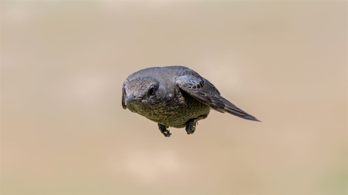 Blue Rock Thrush