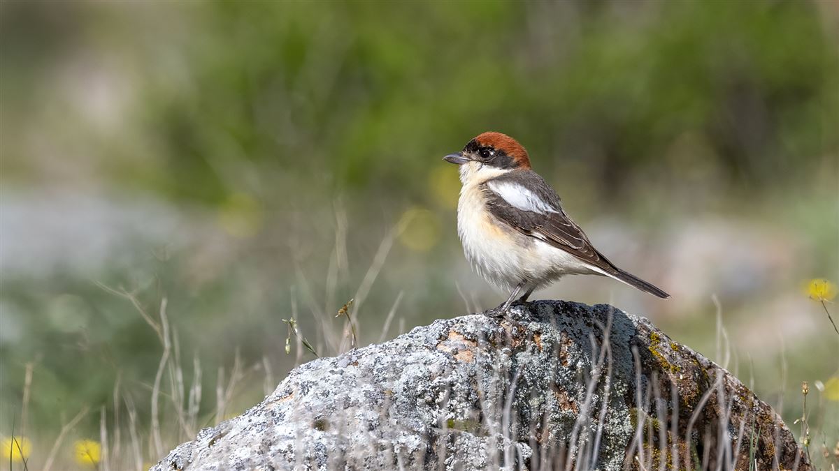Woodchat Shrike