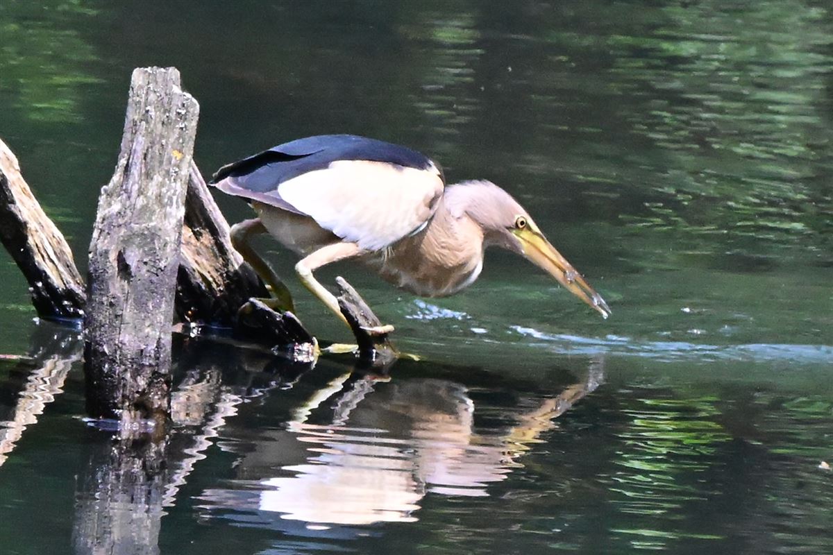 Little Bittern
