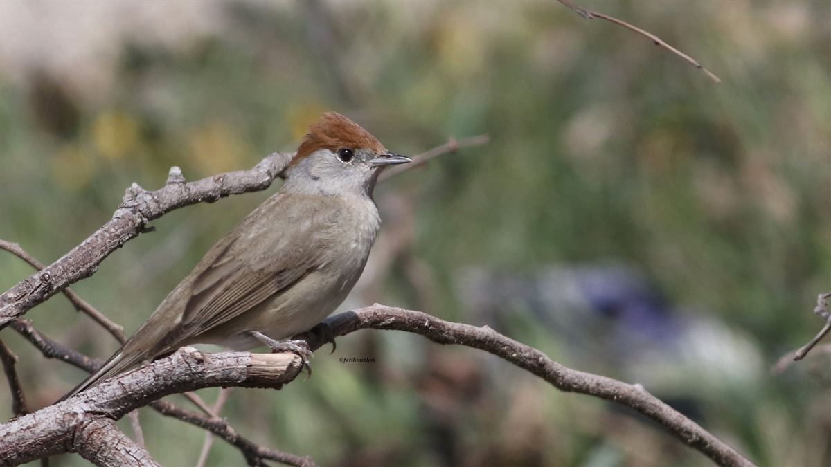 Eurasian Blackcap