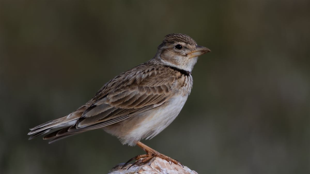 Calandra Lark