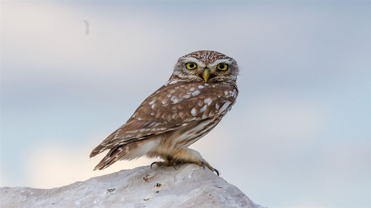 Little Owl