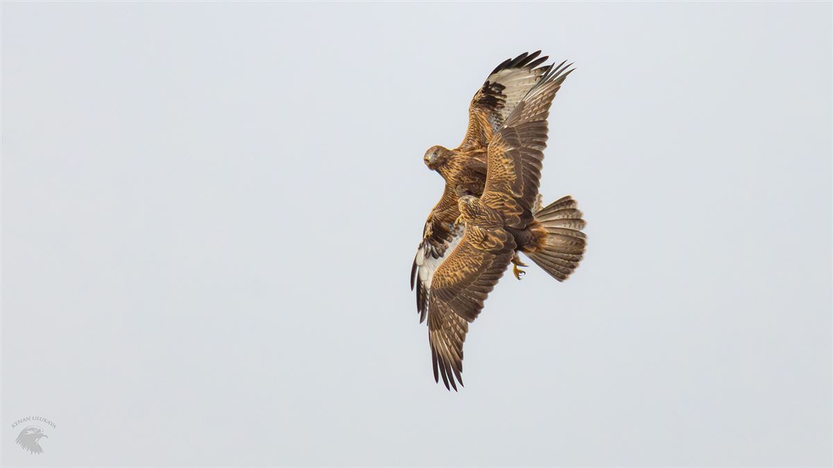 Long-legged Buzzard