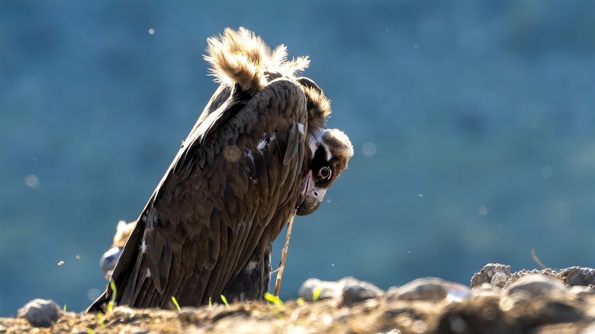 Cinereous Vulture