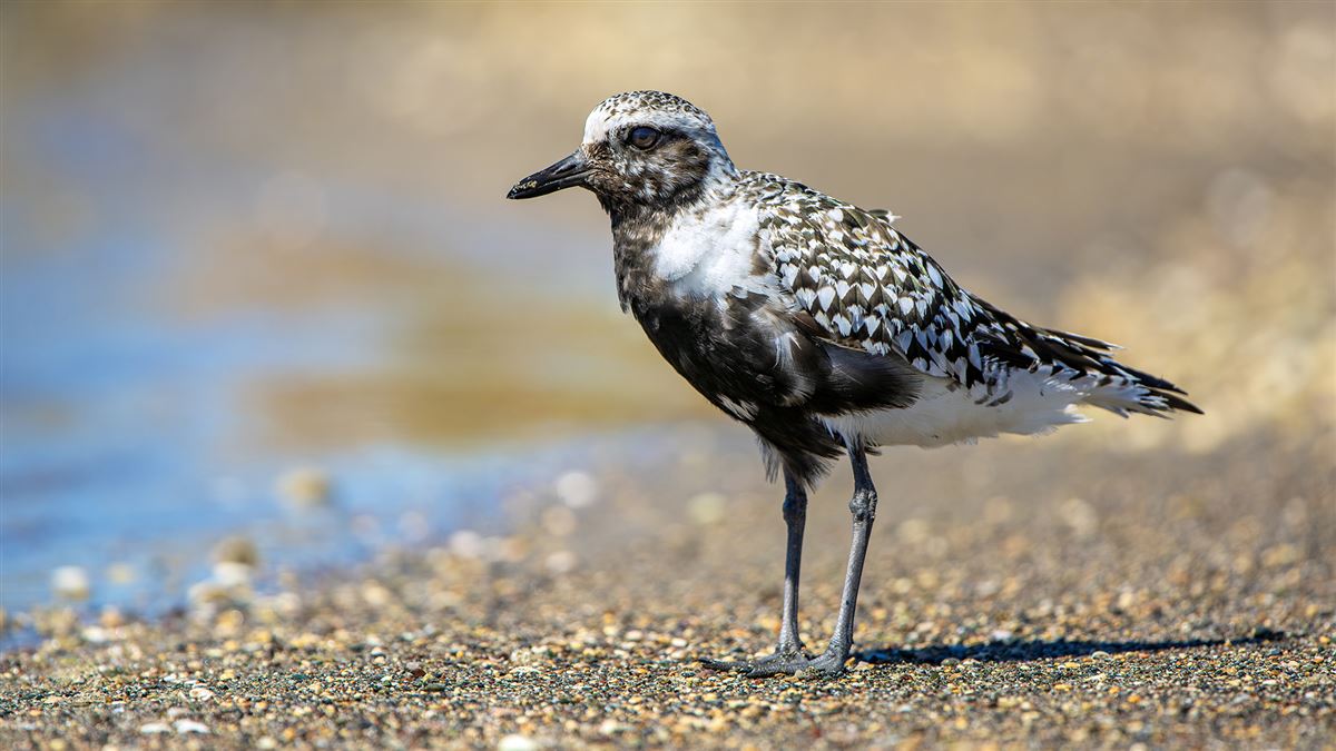 Grey Plover
