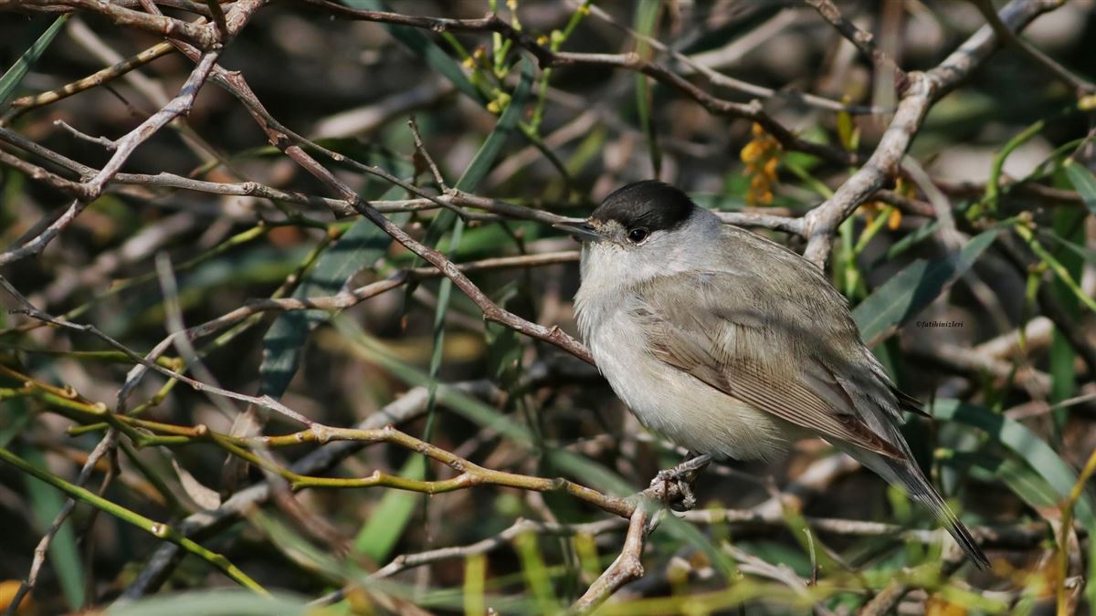 Eurasian Blackcap