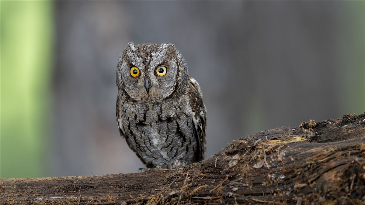 Eurasian Scops Owl