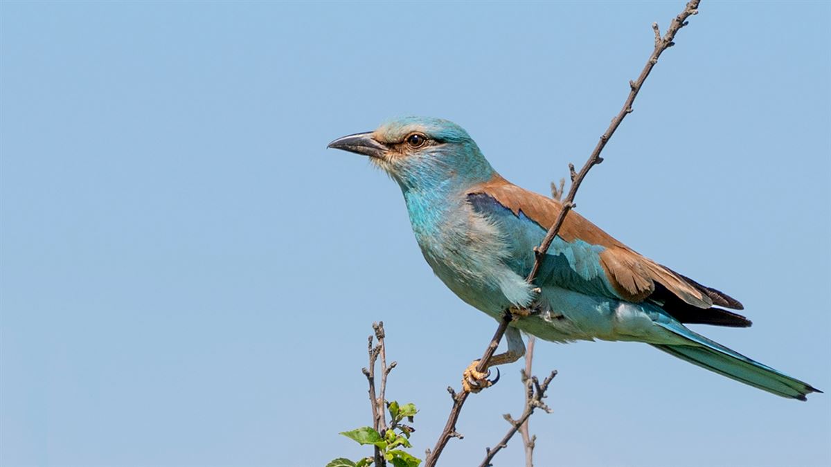 European Roller