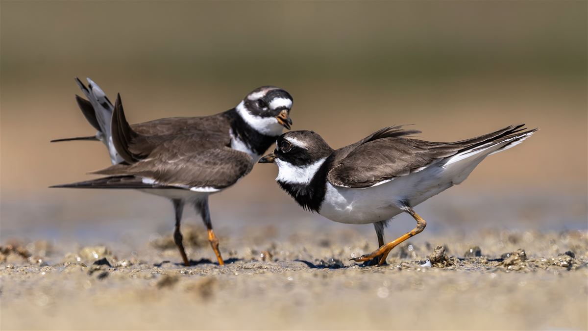 Common Ringed Plover
