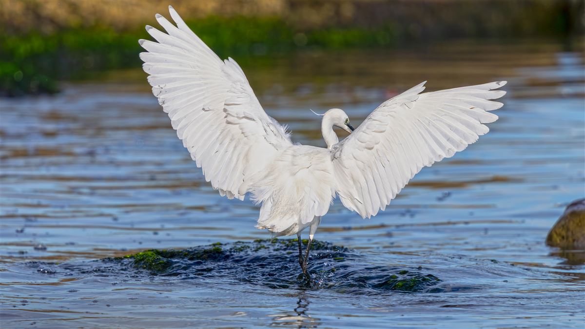 Little Egret