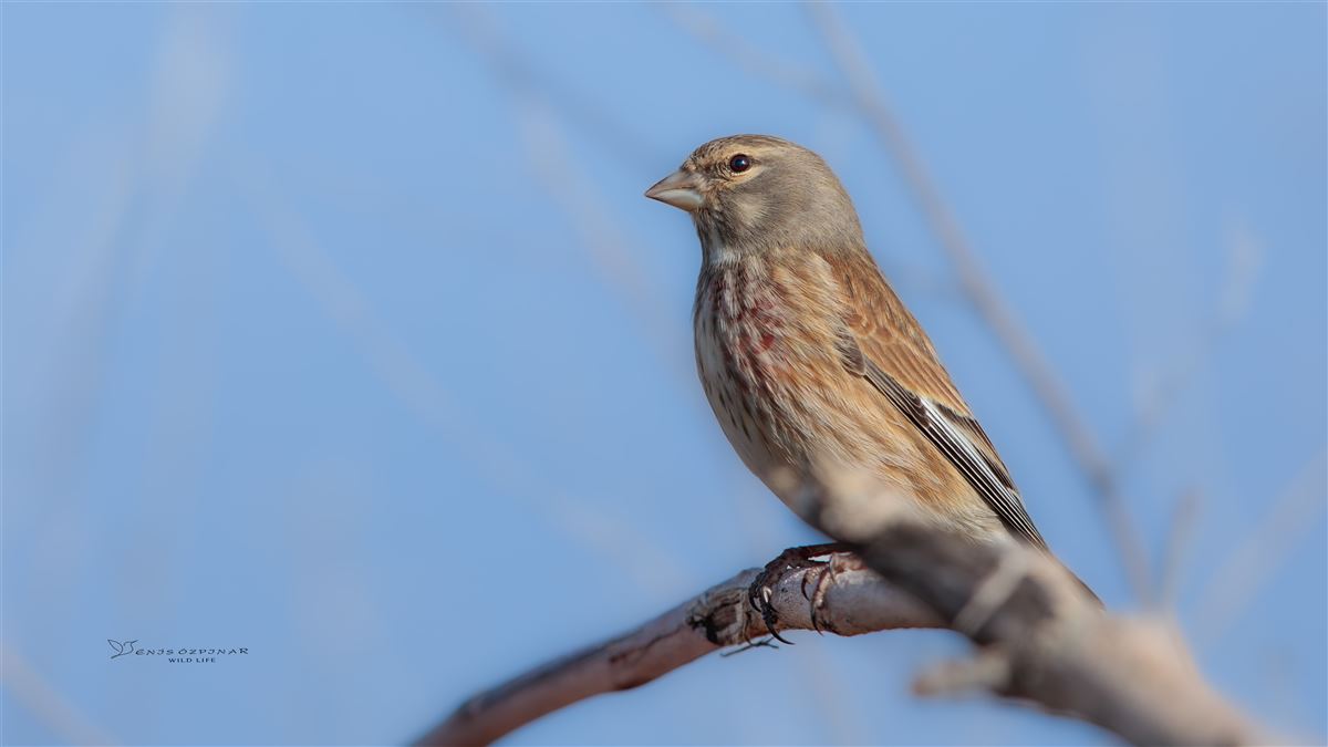 Common Linnet