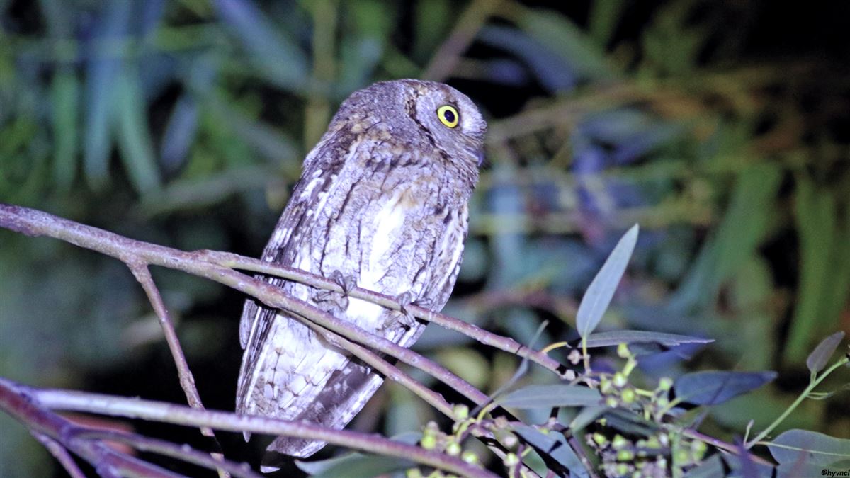 Eurasian Scops Owl