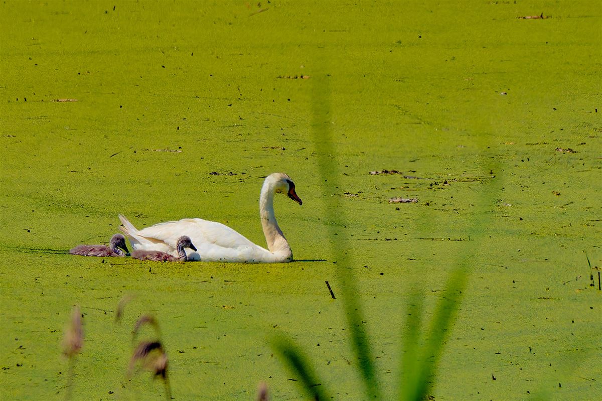 Mute Swan