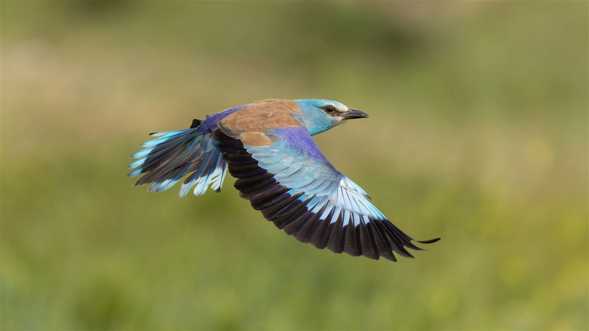 European Roller
