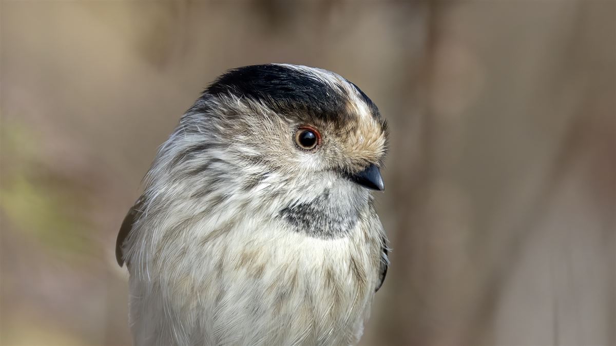 Long-tailed Tit