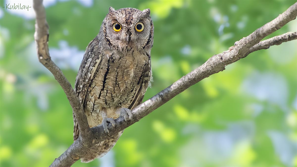 Eurasian Scops Owl