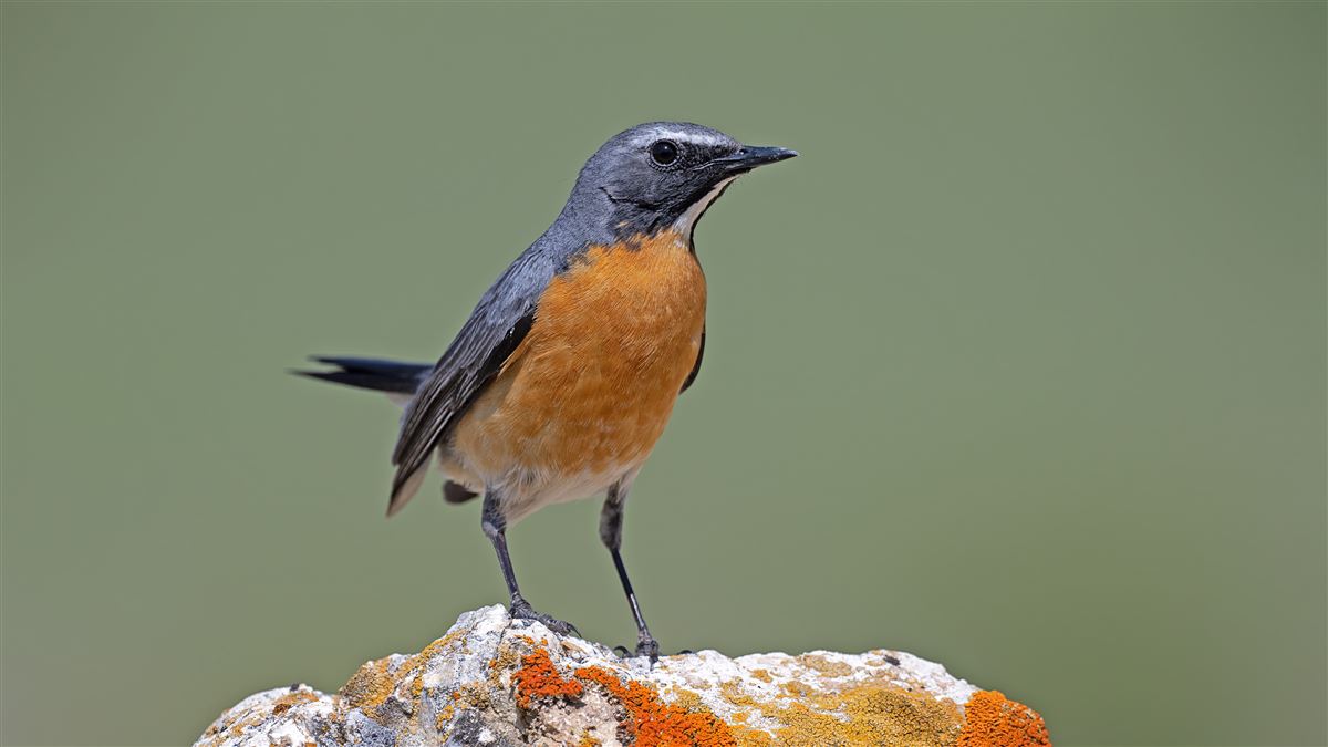 White-throated Robin