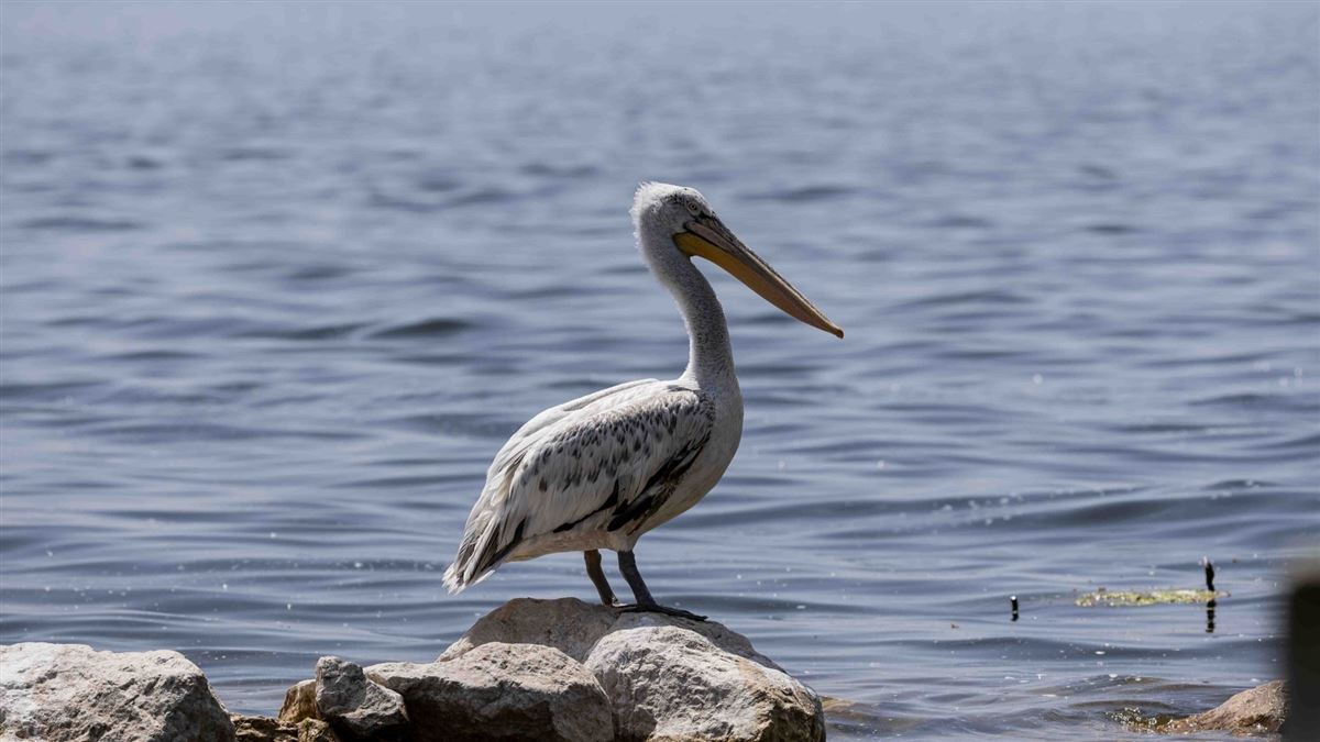 Great White Pelican
