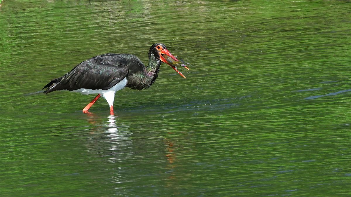 Black Stork