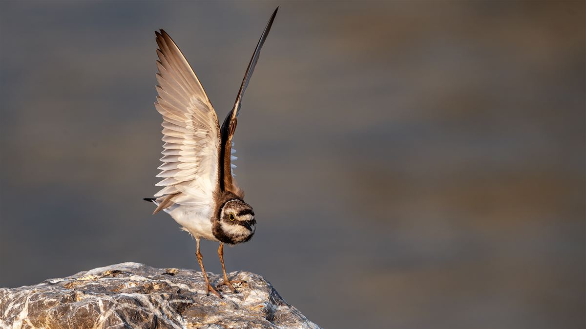 Little Ringed Plover