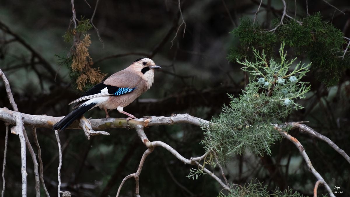 Eurasian Jay