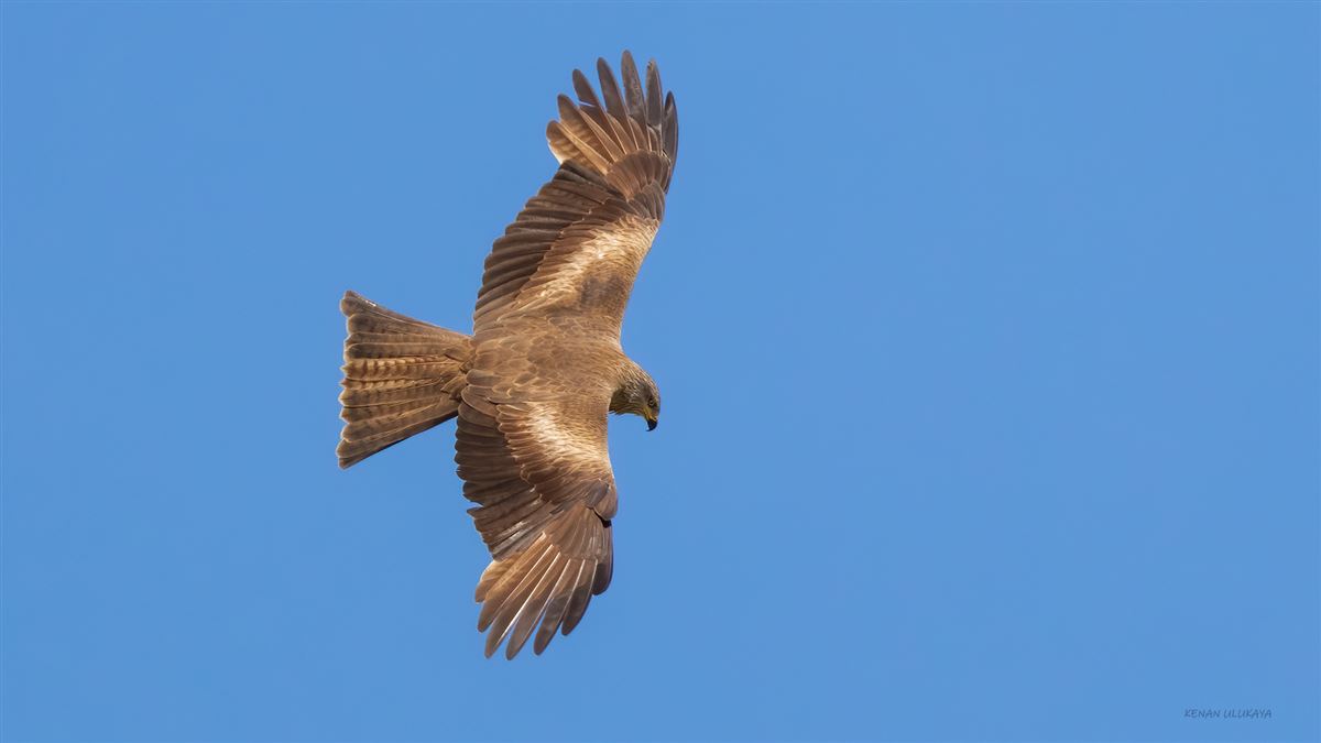 Black Kite