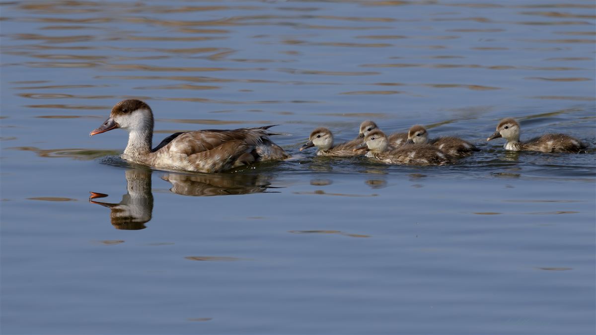 Red-crested Pochard