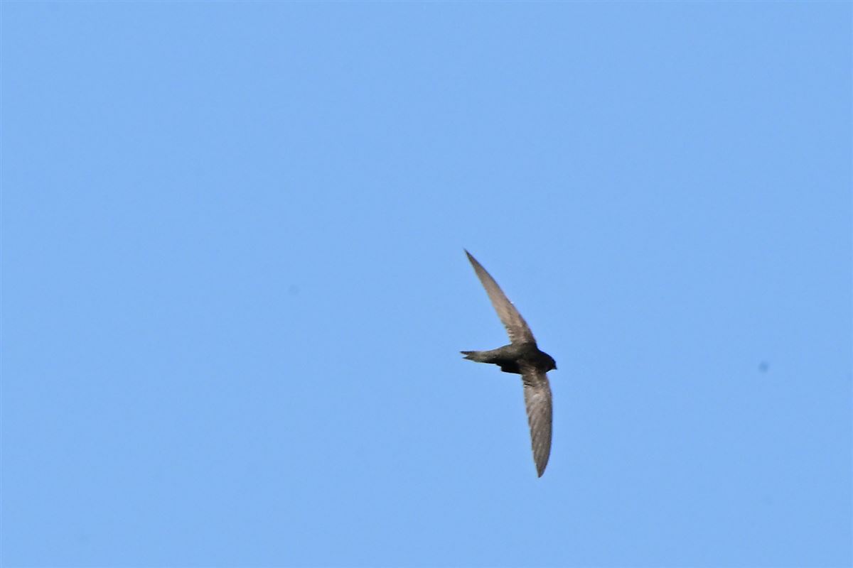 Common Swift