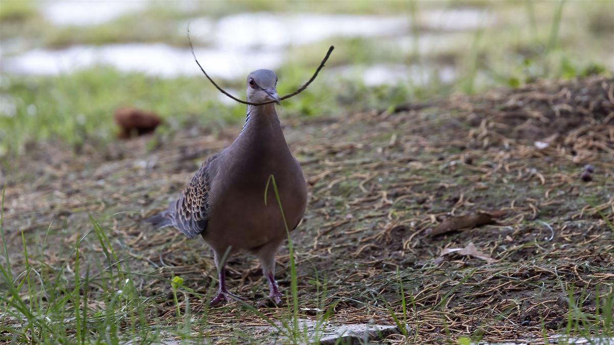 Oriental Turtle Dove