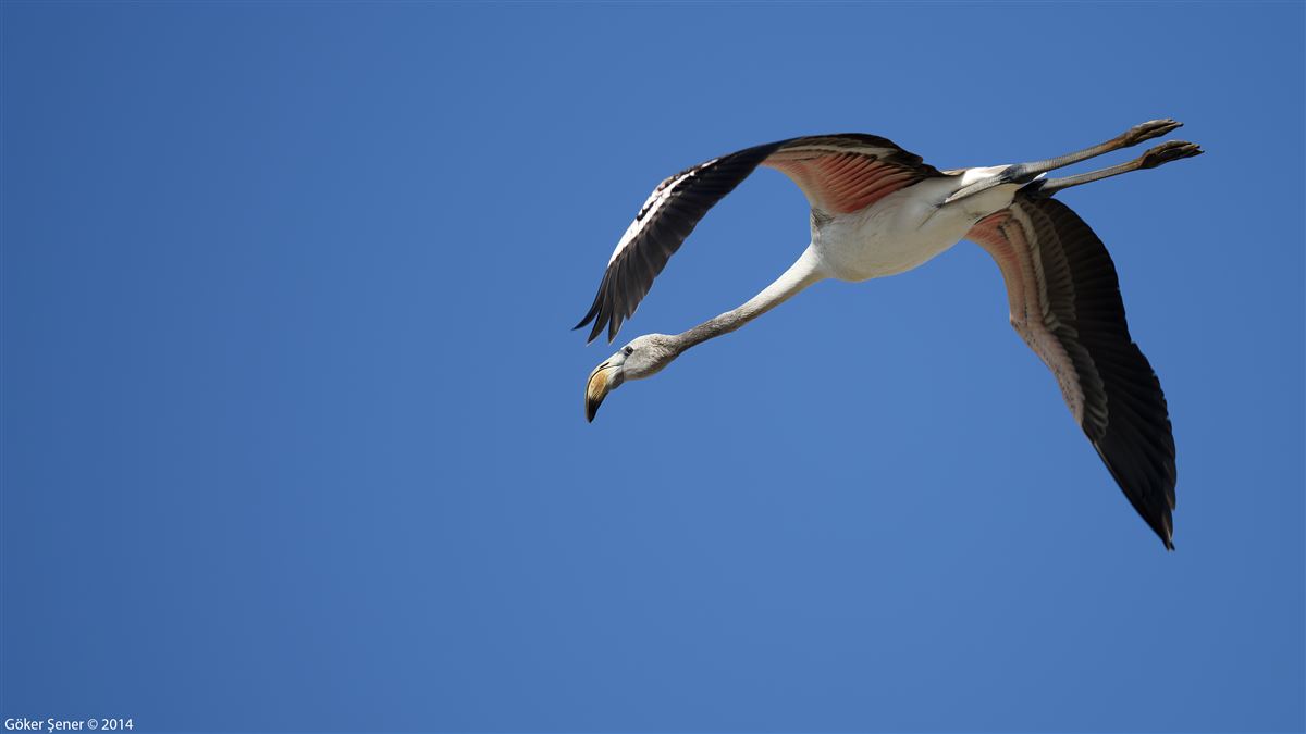 Greater Flamingo