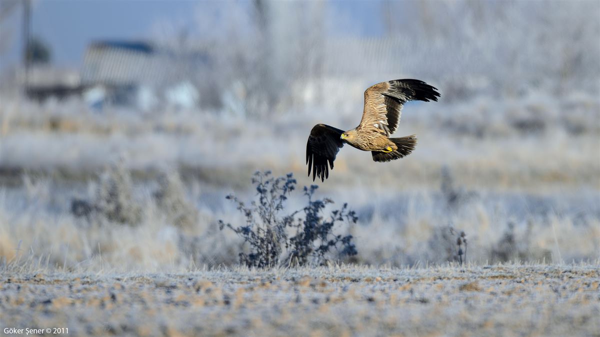 Eastern Imperial Eagle