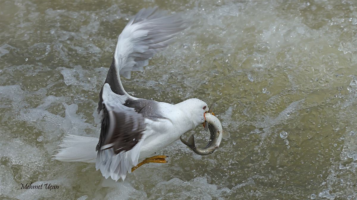 Armenian Gull