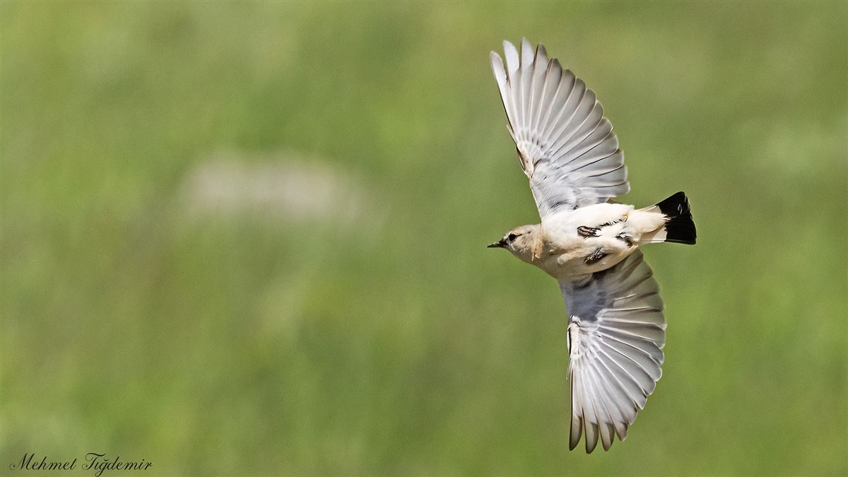 Isabelline Wheatear