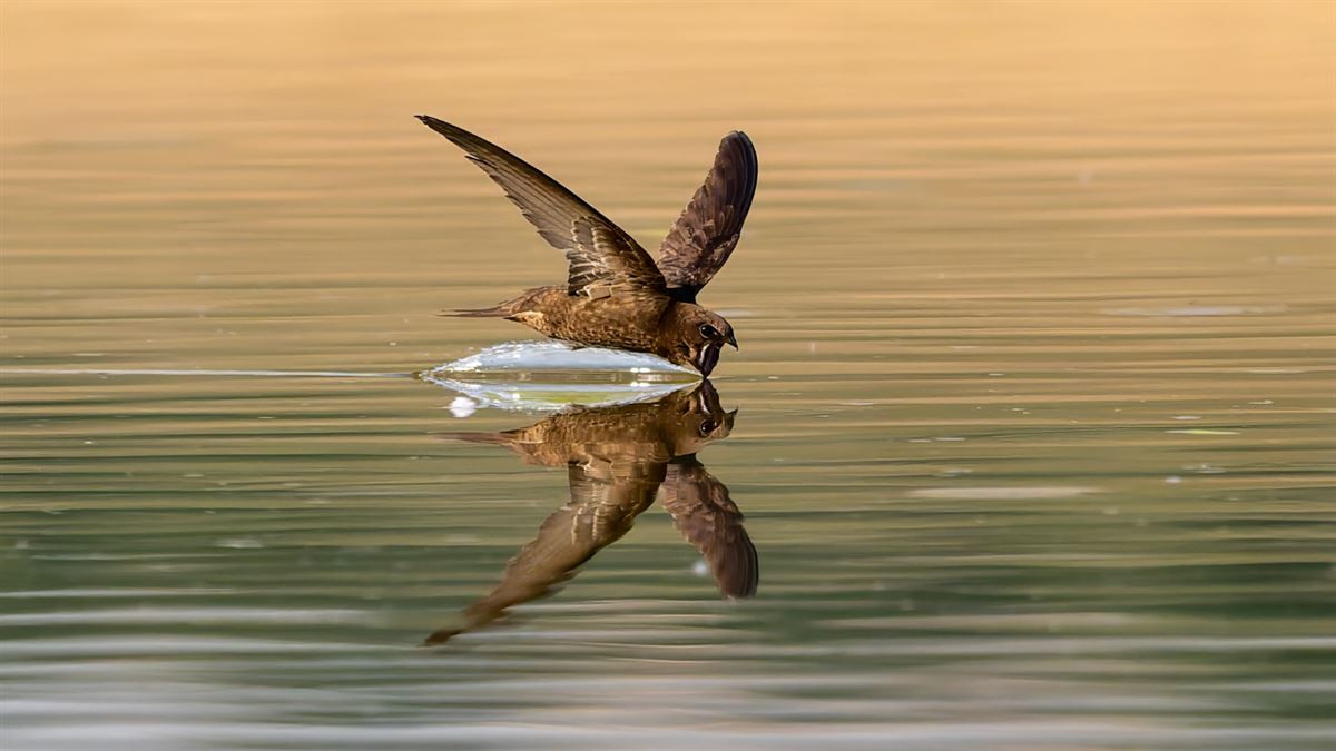 Common Swift