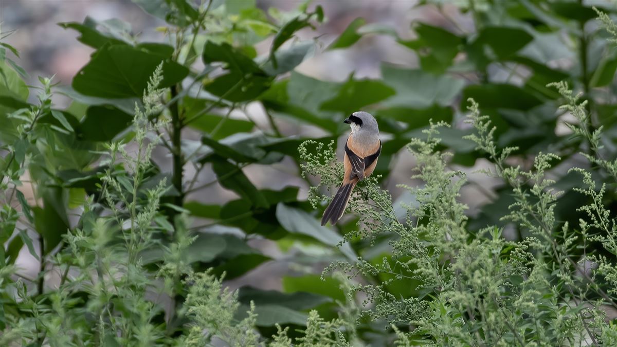 Long-tailed Shrike