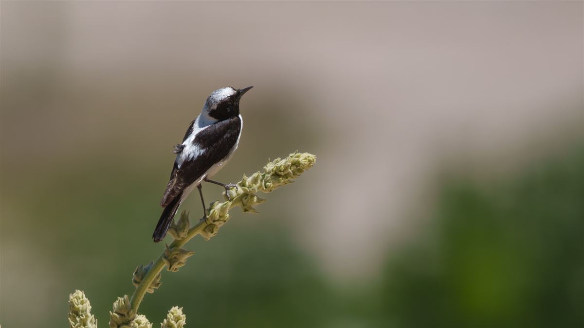 Finsch`s Wheatear